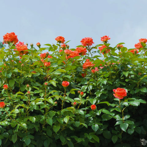 Orange Glow™ Knock Out® Rose Tree