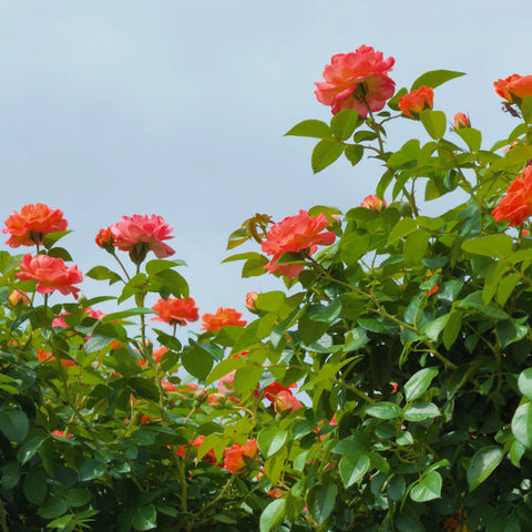 Orange Glow™ Knock Out® Rose Tree