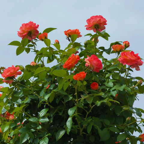 Orange Glow™ Knock Out® Rose Tree