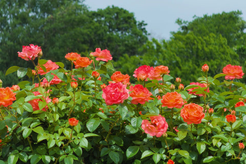 Field of Orange Glow Knock Out Rose Trees