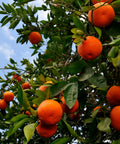 Orlando Tangelo Tree