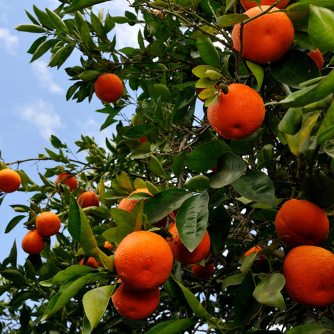 Orlando Tangelo Tree