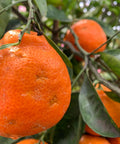 Orlando Tangelo Tree