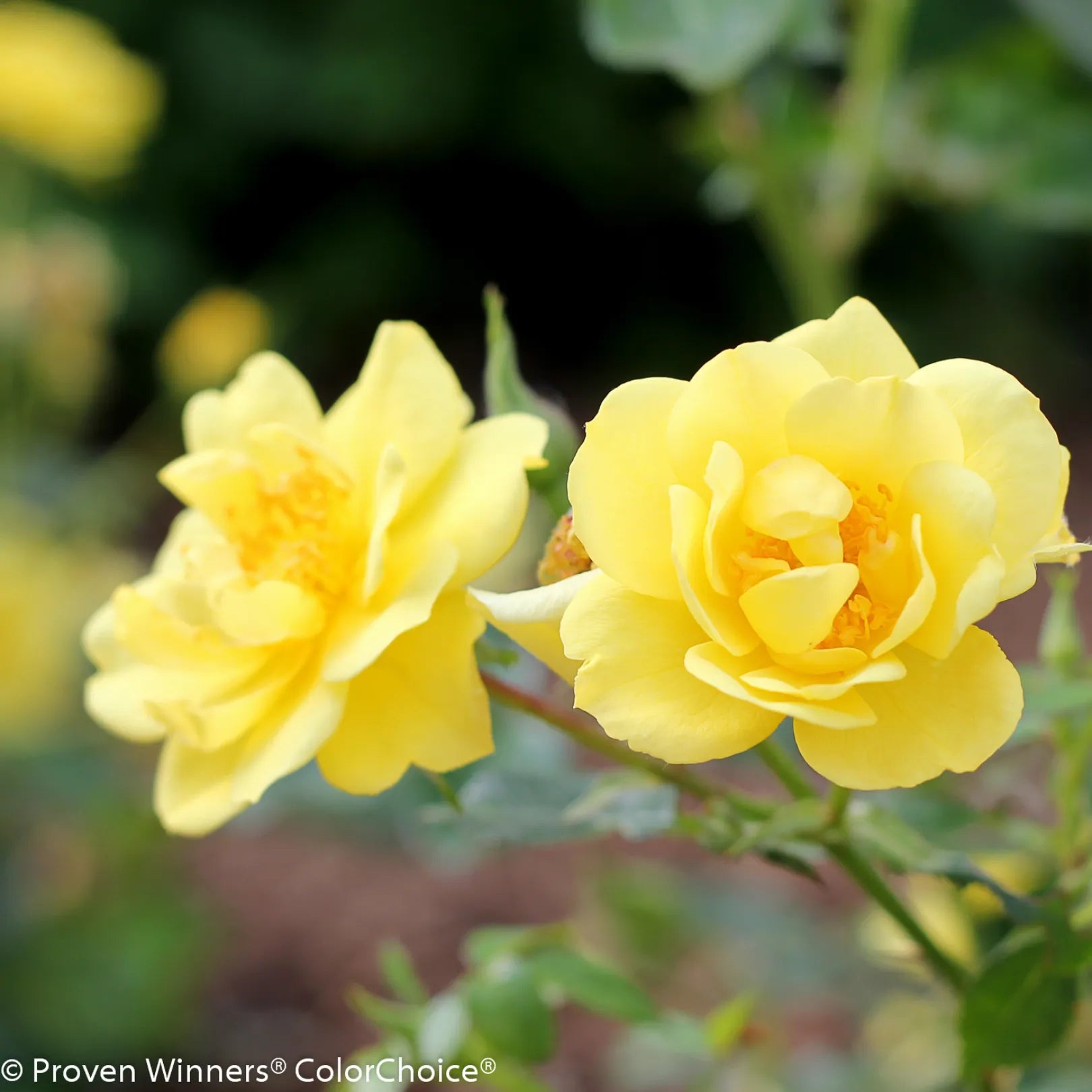 Oso Easy Lemon Zest® Rose | Yellow Shrub Rose – Simply Trees