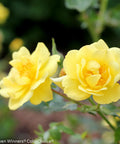 Oso Easy Lemon Zest Rose Shrub