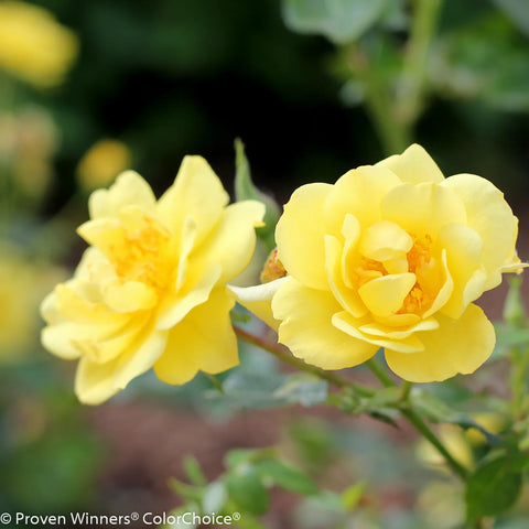 Simply Shade Guide Oso Easy Lemon Zest® Rose | Yellow Shrub Rose – Simply Trees