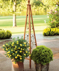 Oso Easy Lemon Zest® Rose | Yellow Shrub Rose – Simply Trees