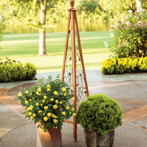Oso Easy Lemon Zest® Rose | Yellow Shrub Rose – Simply Trees
