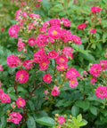 Oso Easy Peasy Rose Shrub