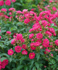 Oso Easy Peasy Rose Shrub