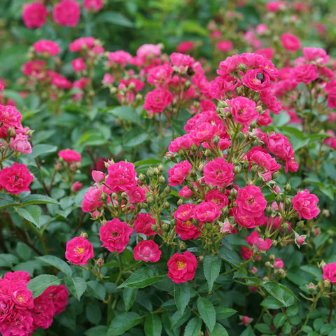 Oso Easy Peasy Rose Shrub
