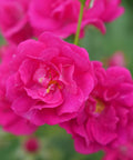 Oso Easy Peasy Rose Shrub