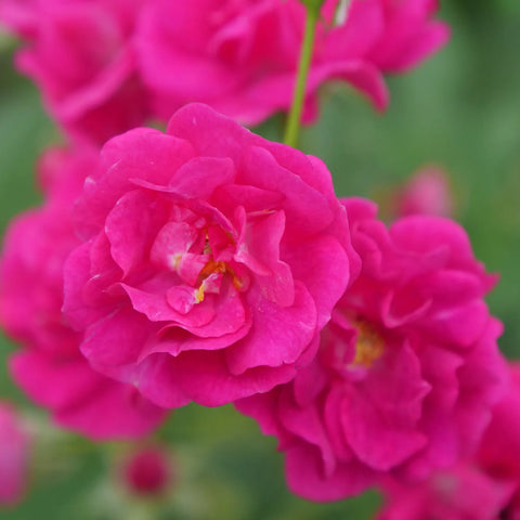 Oso Easy Peasy Rose Shrub