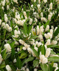 Otto Luyken English Laurel