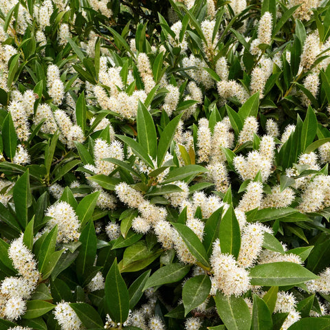 Otto Luyken English Laurel
