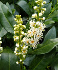 Otto Luyken English Laurel