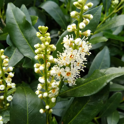 Otto Luyken English Laurel
