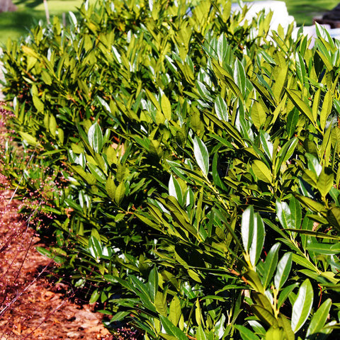 Otto Luyken English Laurel