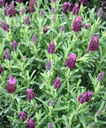 Otto Quast Spanish Lavender