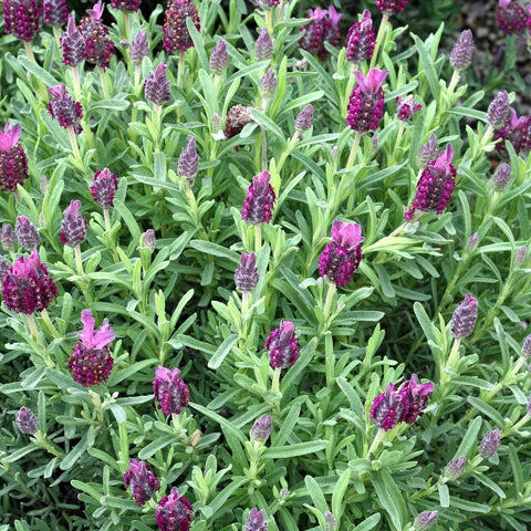 Otto Quast Spanish Lavender