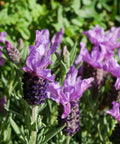 otto quast lavender plant Otto Quast Spanish Lavender