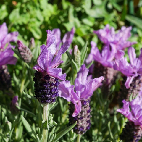 Otto Quast Spanish Lavender