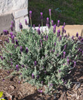 otto quast lavender plant Otto Quast Spanish Lavender