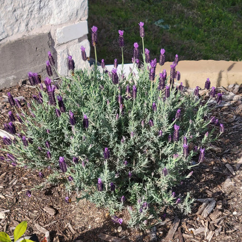 Otto Quast Spanish Lavender