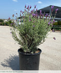 otto quast lavender plant Otto Quast Spanish Lavender