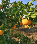 Owari Satsuma Tree
