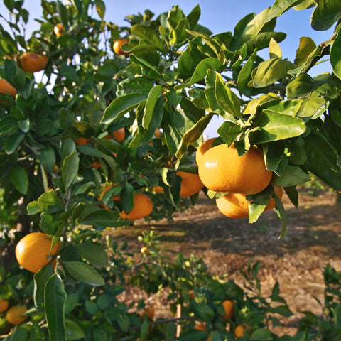 Owari Satsuma Tree