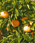 Owari Satsuma Tree