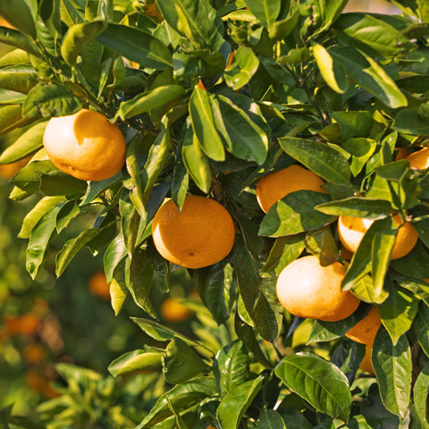 Owari Satsuma Tree