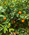 Owari Satsuma Tree