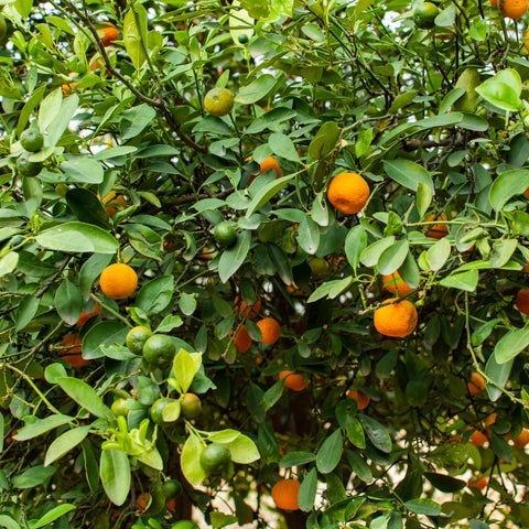 Owari Satsuma Tree