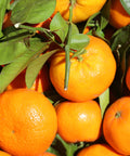 Owari Satsuma Tree