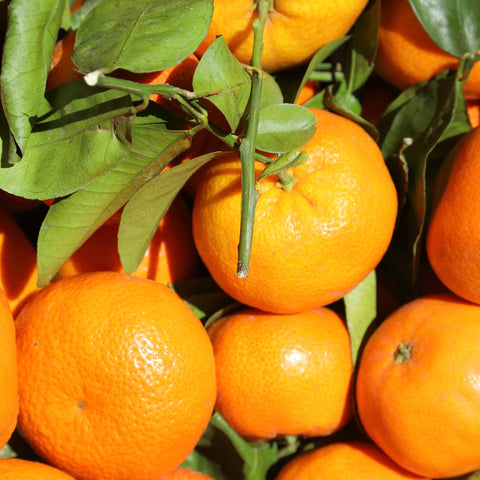 Owari Satsuma Tree