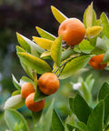 Owari Satsuma Tree