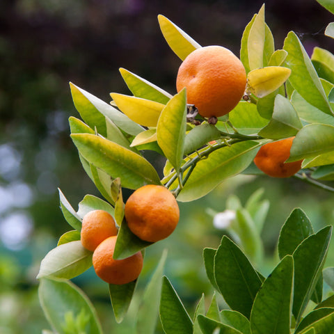 Owari Satsuma Tree