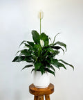 Peace Lily