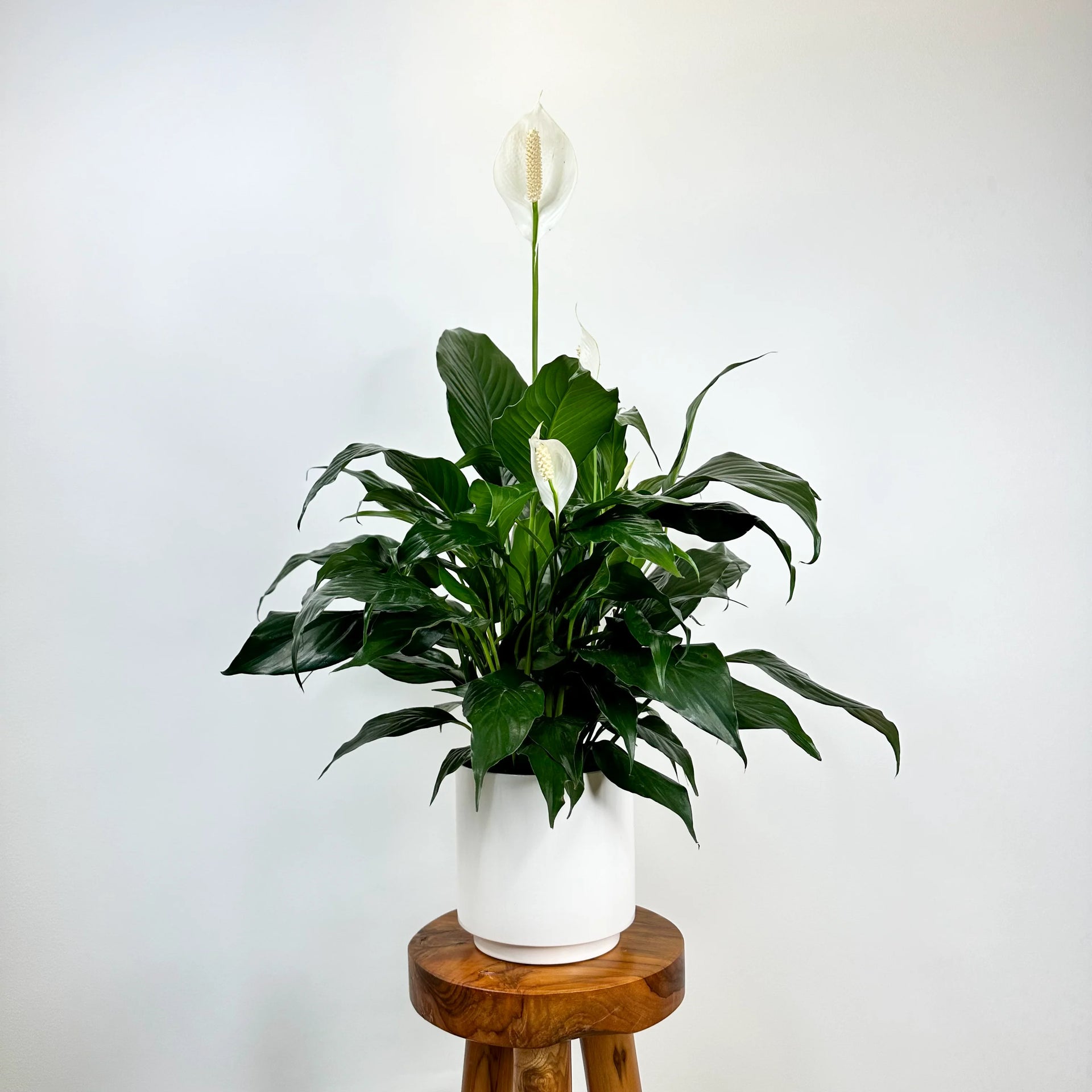 bn1820 peace lily plant Peace Lily