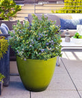 Peach Sorbet™ Blueberry Bush