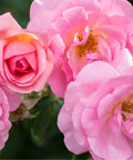 Peachy Knock Out Rose Tree