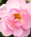 Peachy Knock Out Rose Tree