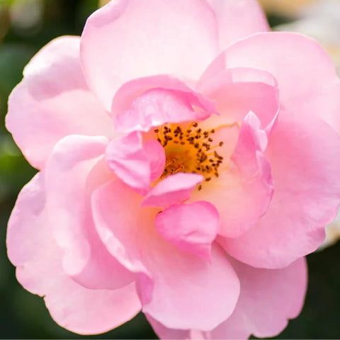 Peachy Knock Out Rose Tree