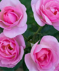 Peachy Knock Out Rose Tree
