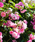 Peggy Martin Climbing Rose