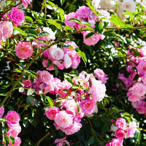 Peggy Martin Climbing Rose