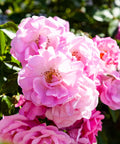 Peggy Martin Climbing Rose