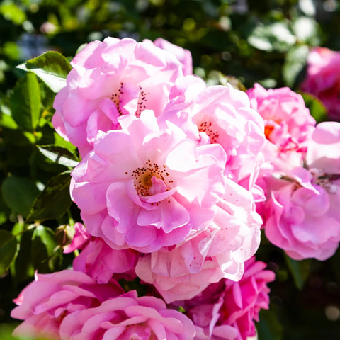 Peggy Martin Climbing Rose